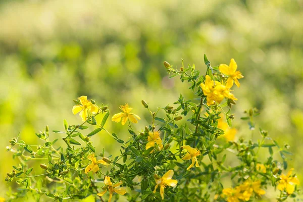Saint Johns wort çiçekler