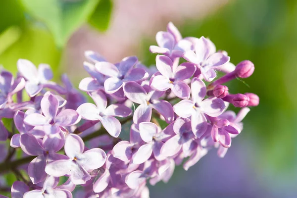 Güzel Lila çiçek şube