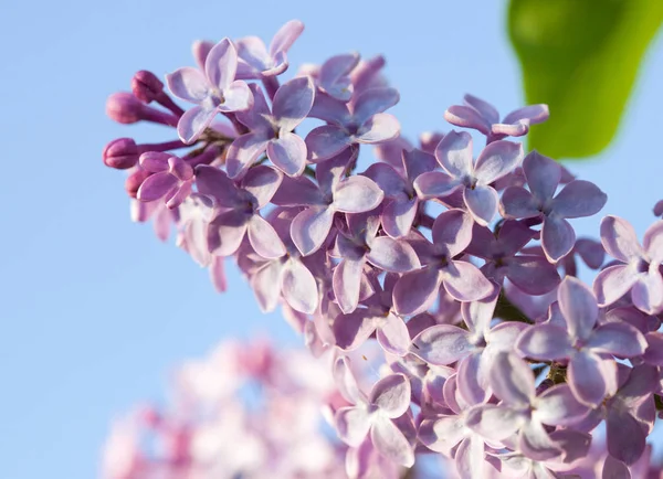 Beautiful blossoming lilac branch — Stock Photo, Image
