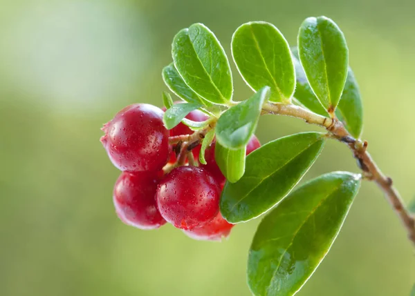 Ripe red bilberries on branch — Stock Photo, Image