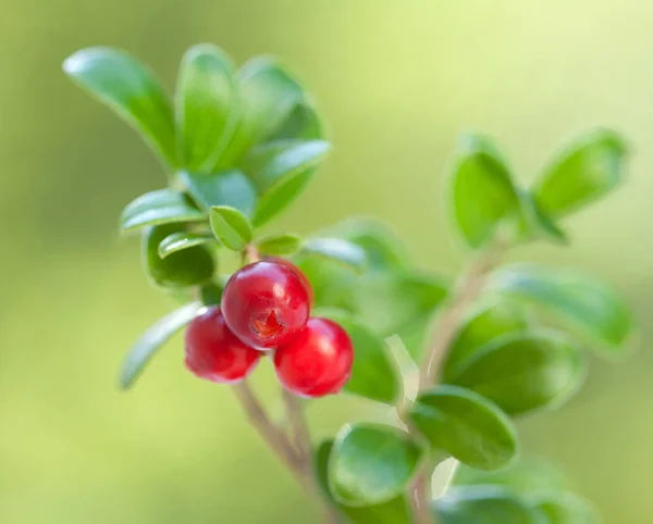 Ripe red bilberries on branch — Stock Photo, Image