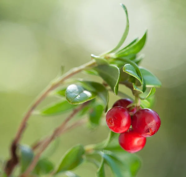 Ripe red bilberries on branch — Stock Photo, Image