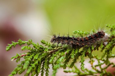 Caterpillar üzerinde Şubesi tarama