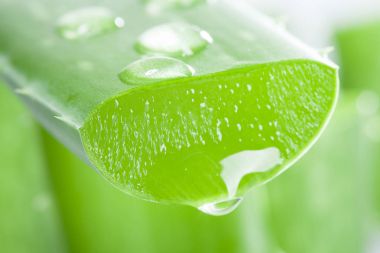 Taze dilimlenmiş aloe