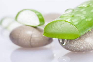 aloe ve deniz taş kompozisyonu
