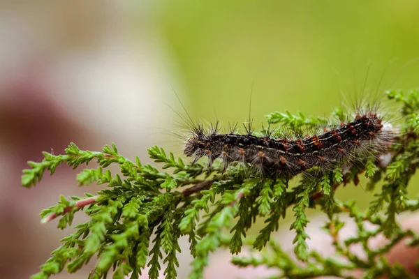 Caterpillar crawling on branch — Stock Photo, Image