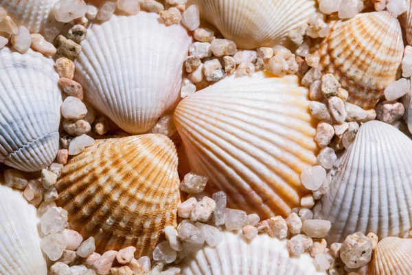 Muscheln mit Meeresfelsen — Stockfoto