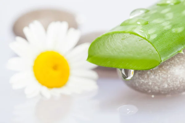 Composition of aloe and chamomile — Stock Photo, Image