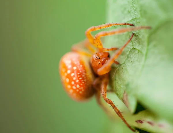 Aranha laranja na folha — Fotografia de Stock