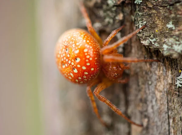 Оранжевый паук — стоковое фото