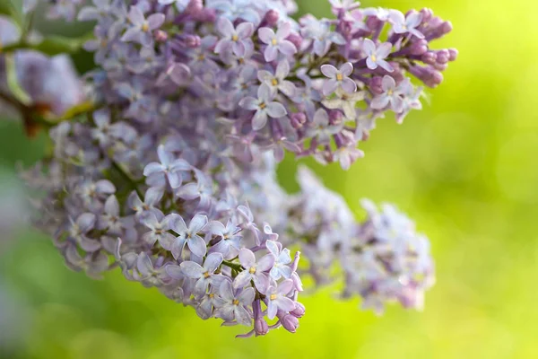 Pink Lilac flowers — Stock Photo, Image