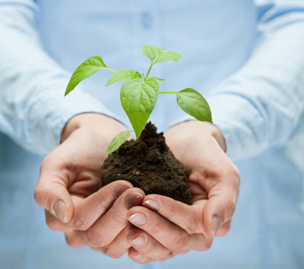 hands holding spring plant