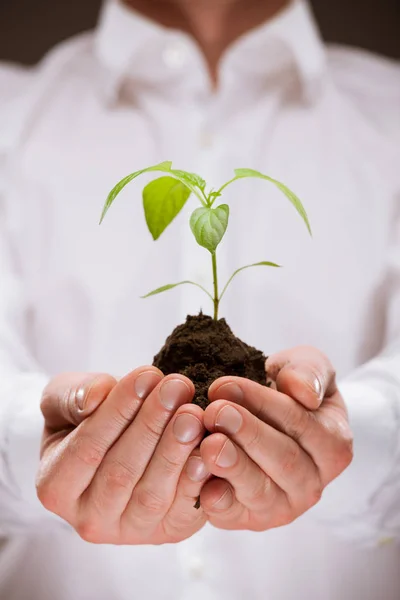 Manos sosteniendo planta de primavera — Foto de Stock