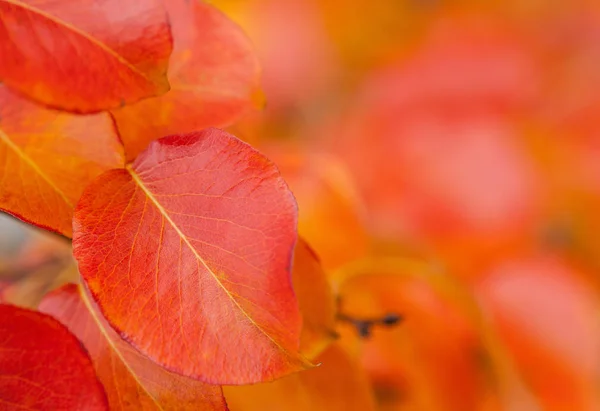 Feuilles d'automne sur arbre — Photo