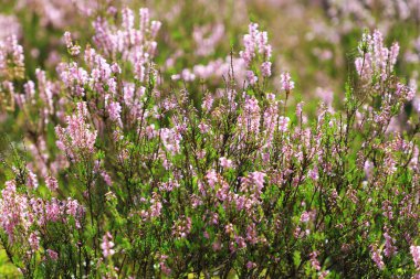 Çok güzel doğal orman manzarası ve ön planda fundaları var.