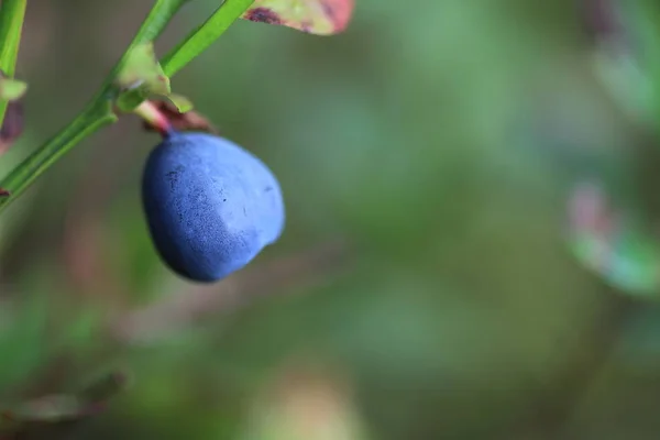 Appetizing macro view of the ripe blueberry grown in the wild nature in the forest — Stok Foto