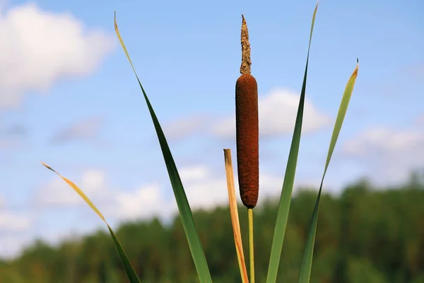 Bright closeup illustrative shoot of the reeds on the forest lake in the wild nature — Stock Fotó