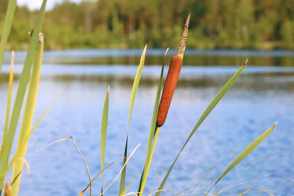 Bright closeup illustrative shoot of the reeds on the forest lake in the wild nature — Stockfoto