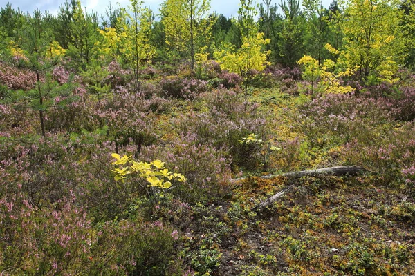 Schöner naturbelassener Waldblick mit Heidekraut im Vordergrund — Stockfoto