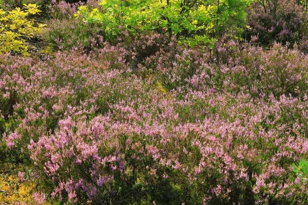 Beautiful natural forest view with heather on the foreground — Stock Photo, Image