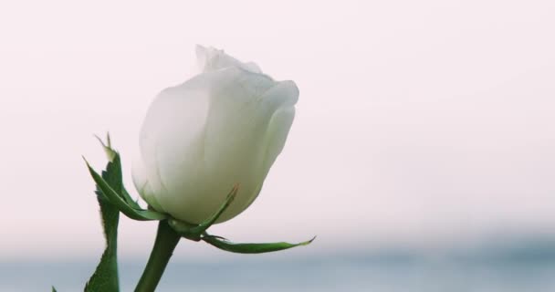 มุมมองที่สวยงามของดอกกุหลาบสีขาวภายใต้ลมแรงบนชายหาดในช่วงพระอาทิตย์ตก — วีดีโอสต็อก