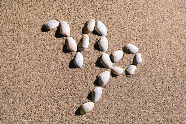 Capricorn Zodiac sign made of seashells — Stock Photo, Image