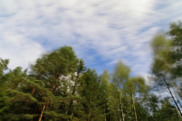 La vista malhumorada de los árboles bajo el viento frente a las nubes voladoras —  Fotos de Stock