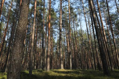 Bahar ormanı manzarası