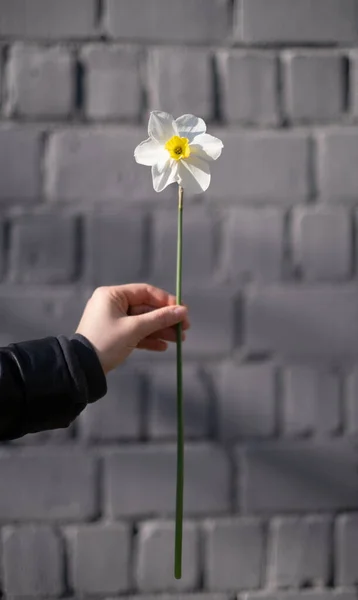 The narcissus flower in the females hand