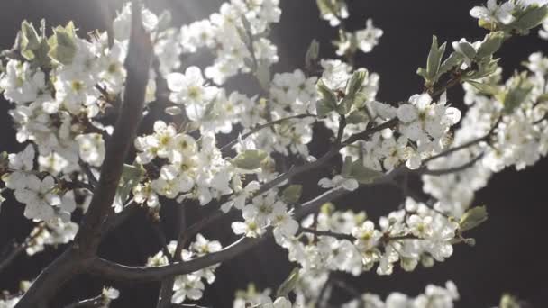 Kwitnące drzewo wiśni w pięknym delikatnym słońcu — Wideo stockowe
