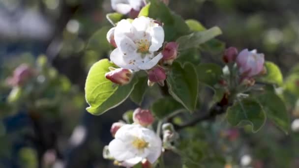 Kwitnąca jabłoń, zbliżenie — Wideo stockowe