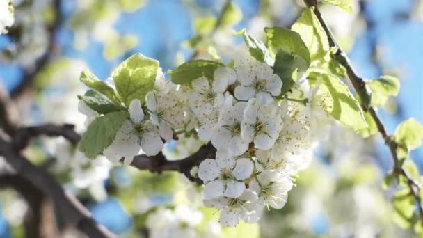 Blossoming apple tree, closeup — Stock Video