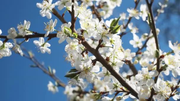 Cerejeira florescente, close-up — Vídeo de Stock