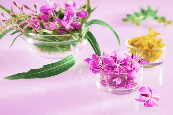 Vacker sammansättning av färska pilört och johannesört blommor — Stockfoto