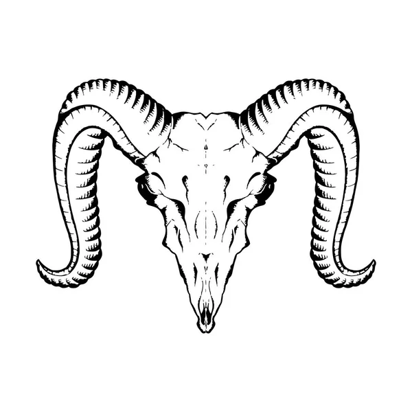 Sketch of antelope skull — Stock Vector