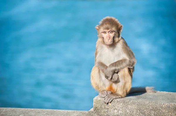 Pequeno macaco rhesus no Kam Shan Country Park Fotos De Bancos De Imagens