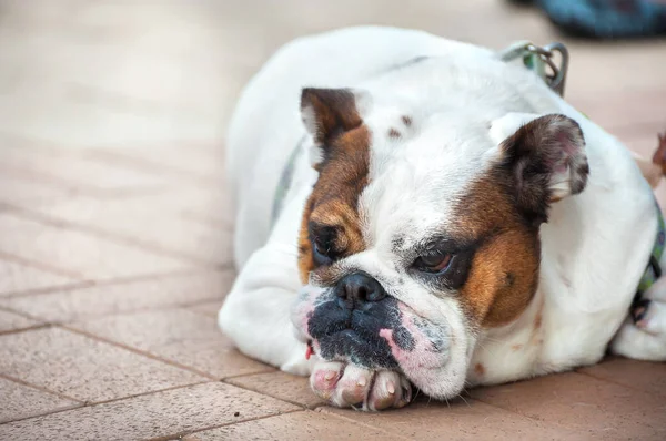 Eländiga bulldog liggande på golvet — Stockfoto
