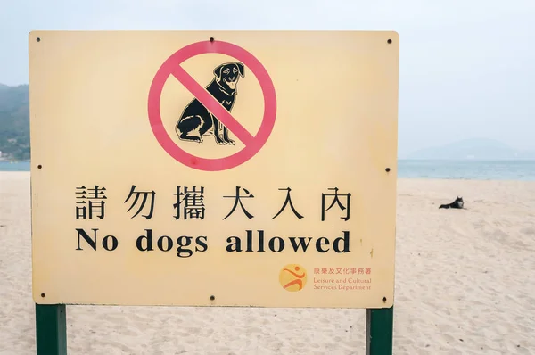 Pet dog on a Hong Kong beach flouting the "no dogs allowed" rule — Stock Photo, Image