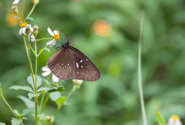 男性のストライプ青いカラス蝶 (Euploea Mulciber) ストックフォト