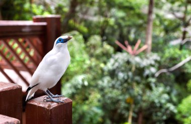 Bali Myna bird at the Edward Youde Aviary, Hong Kong Park clipart