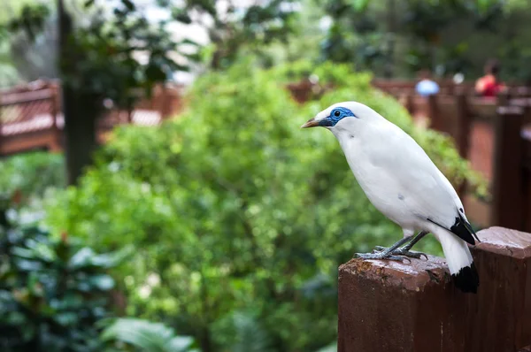 Белая балийская мифическая птица в парке Эдварда Юде в Гонконге — стоковое фото