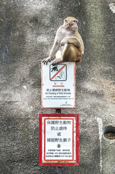 Rhesus Macaque sentado em um sinal 'No Feeding', Kam Shan Country Park, Hong Kong — Fotografia de Stock