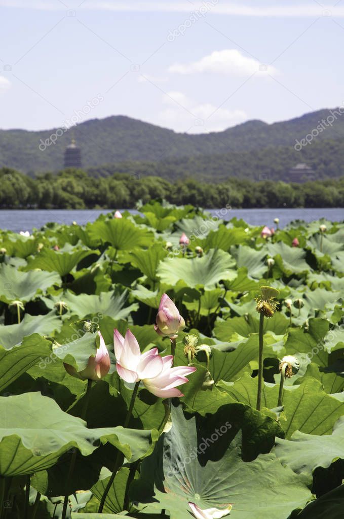 Lotus flowers on West Lake, Hangzhou