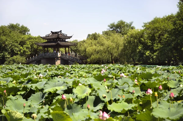 Lotus pond and bridge, West Lake, Hangzhou — Stock Photo, Image
