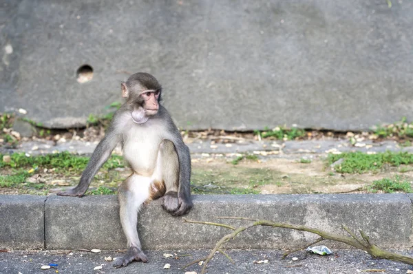 Rhesus Macaque com objeto preso sua garganta, Hong Kong Imagem De Stock