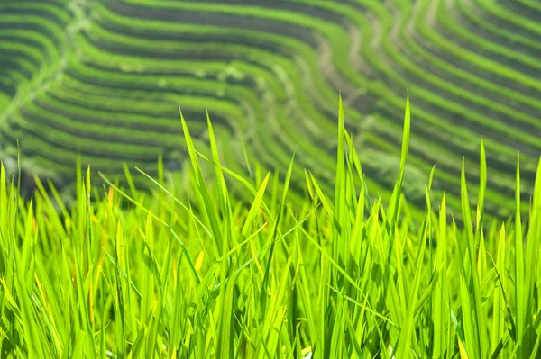 Vihreä Riisi Ampuu Kasvaa Longsheng Riisiterassit Guangxin Maakunnassa Kiinassa — kuvapankkivalokuva