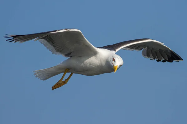 Kleine zwarte meeuw in vlucht met een blauwe lucht. — Stockfoto