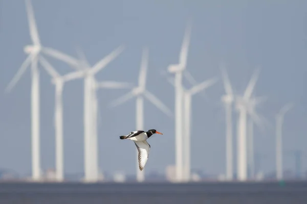 L'Huîtrier de Bachman devant de nombreux moulins à vent aux Pays-Bas Photos De Stock Libres De Droits