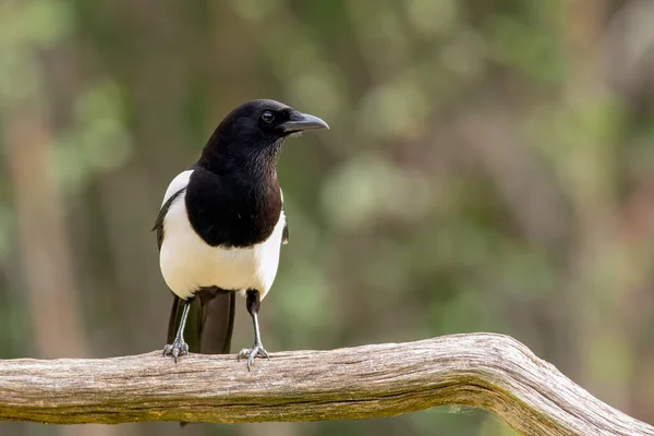 Close shot of a white with black bird a magpie sitting on a tree with a green background