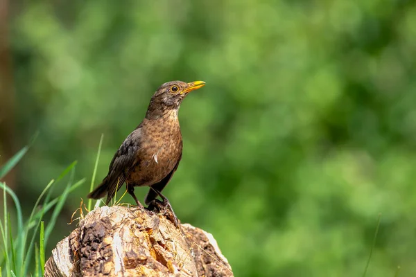 Blackbrid Female Standing Ground Green Grass — Stock Photo, Image